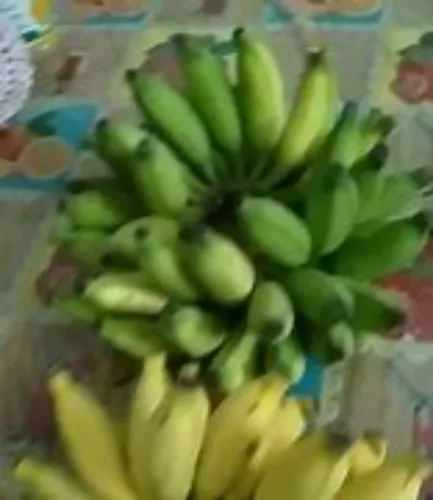 പഴം